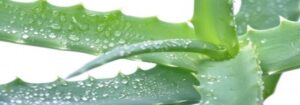 ALOE ART 04