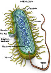 micoplasma