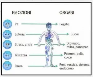 emozioni e organi 300x247 1