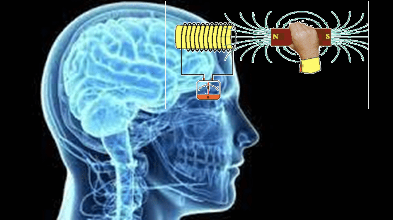 La proteina "Magneto" geneticamente modificata controlla a distanza il cervello e il comportamento