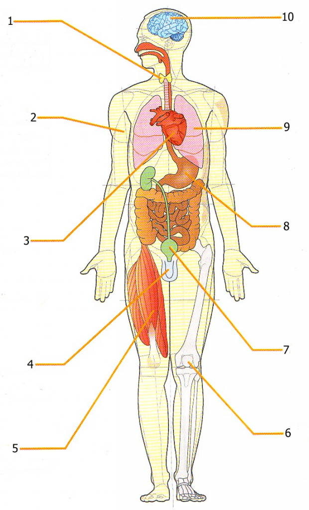 Apparati & Sistemi del corpo umano
