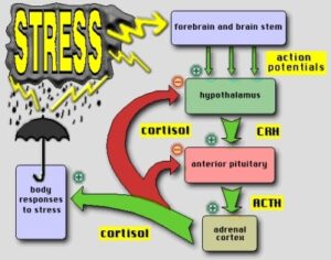 stress asse HPA