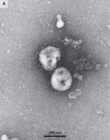 foto il virus covid non esite 7