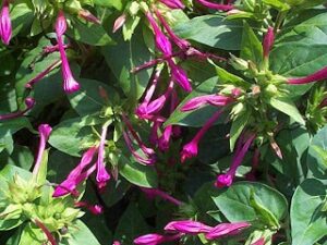 mirabilisjalapa