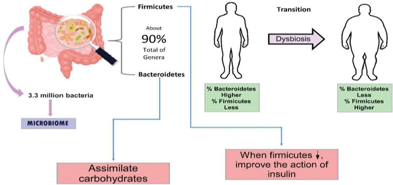 Figura 2. Il GM di una persona obesa rispetto ad una persona normopeso presenta una percentuale maggiore di Firmicutes e una minore percentuale di Bacteroideti, causando disbiosi nella maggior parte dei pazienti obesi e/o diabetici.