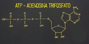 adenosina trifosfato blog 01