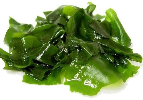 kelp alga