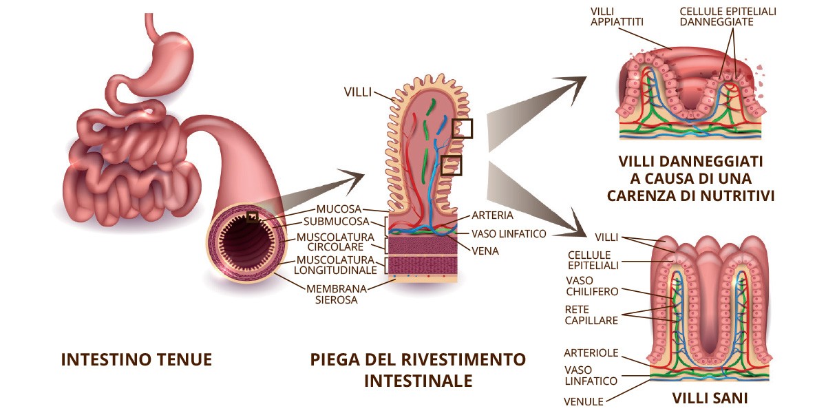 villi intestinali