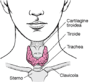 END thyroid gland it
