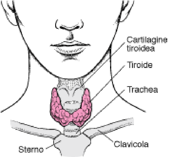 END thyroid gland it