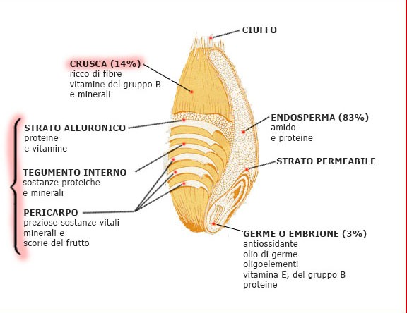 sezione chicco1 1