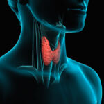 Malattie della tiroide: quali sono, sintomi, diagnosi e cure