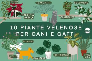 Le piante più velenose per cani e gatti che forse hai in casa o in giardino